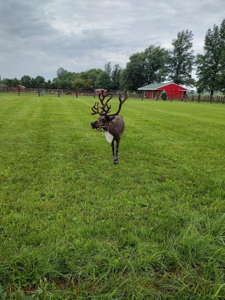 Reindeer